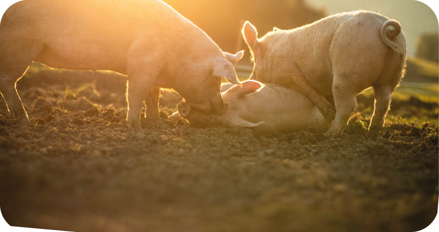 Pigs eating on a meadow in an organic meat farm