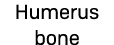 Humerus bone