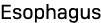 Esophagus